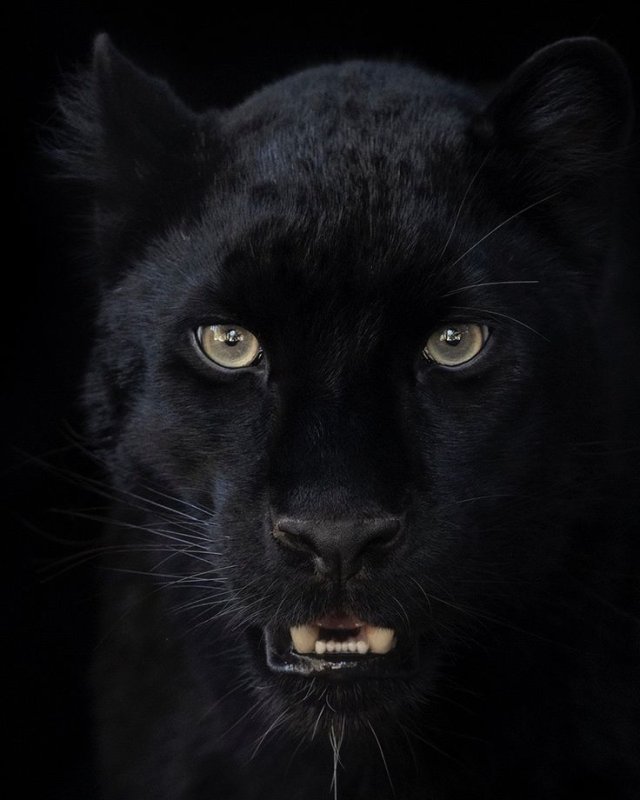 Пантера меланист