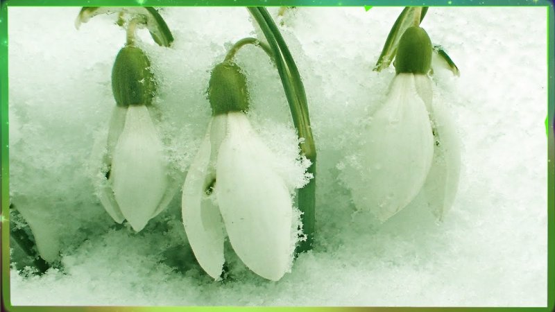 Весна подснежники