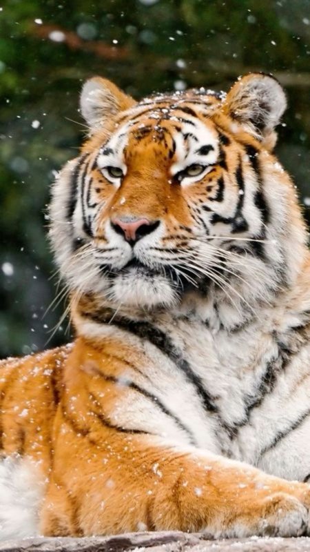 Амурский тигр