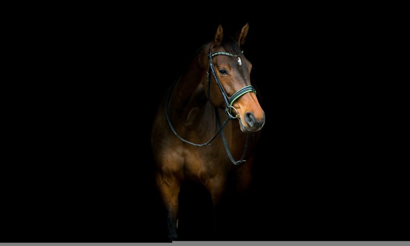 Лошадь на темном фоне