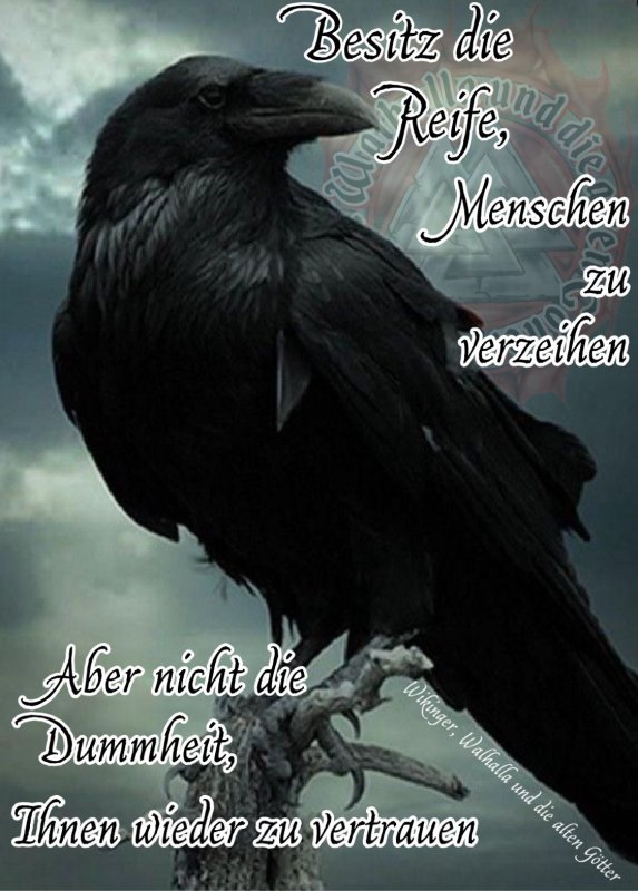 Древний ворон