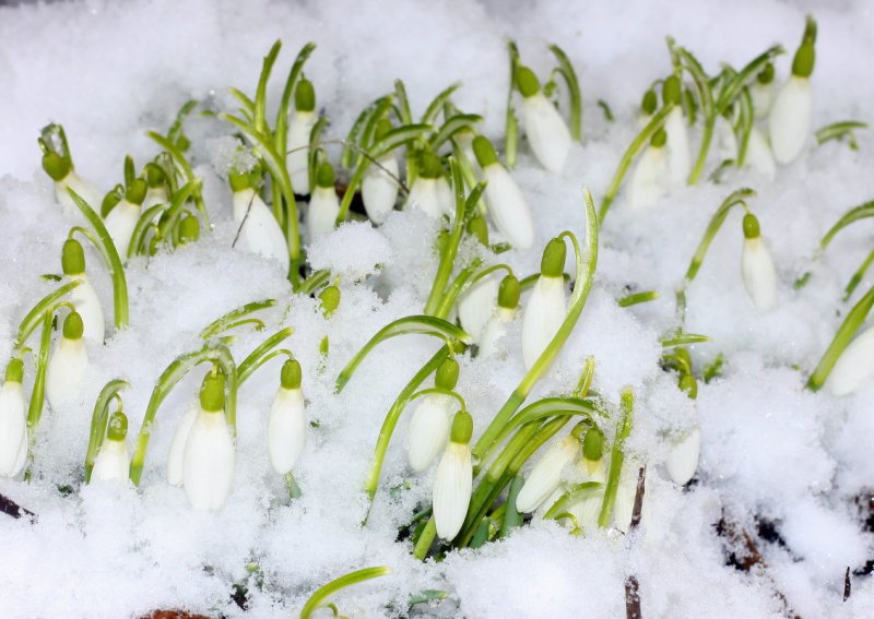 Подснежники в снегу