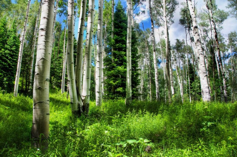 Россия лес березы