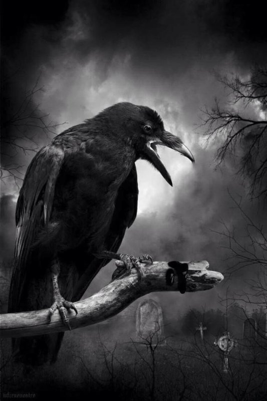 Мистические вороны