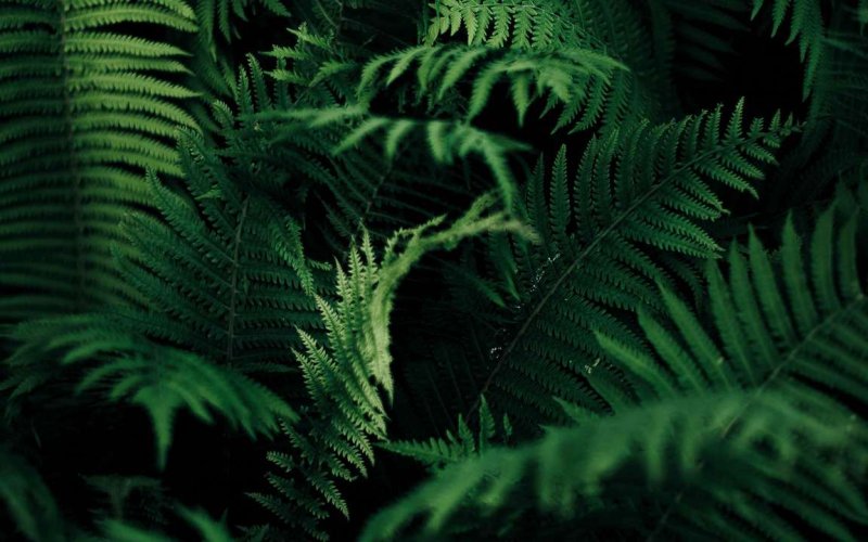 Macrothelypteris torresiana папоротник