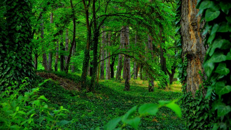 Красивые зеленые леса