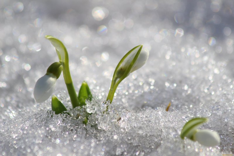 Подснежники в снегу