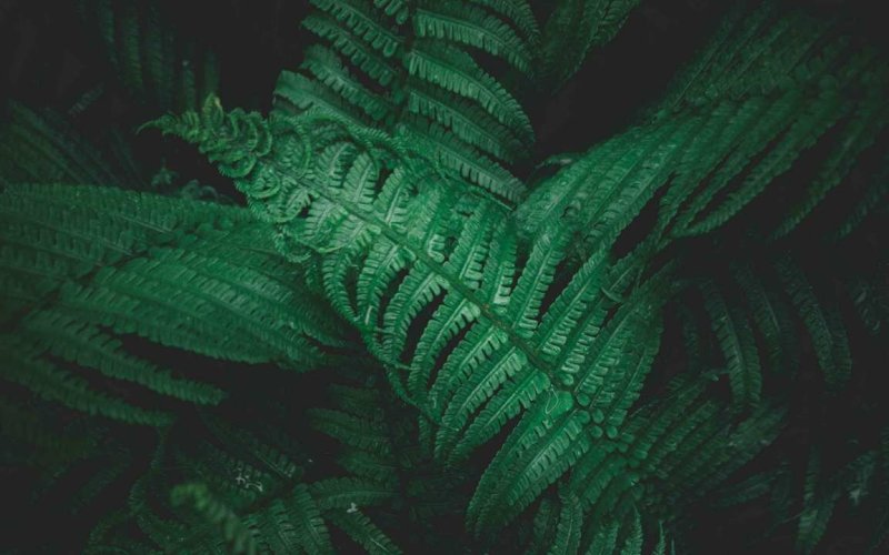 Папоротник 4к