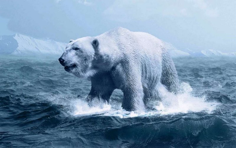 Белый медведь обои