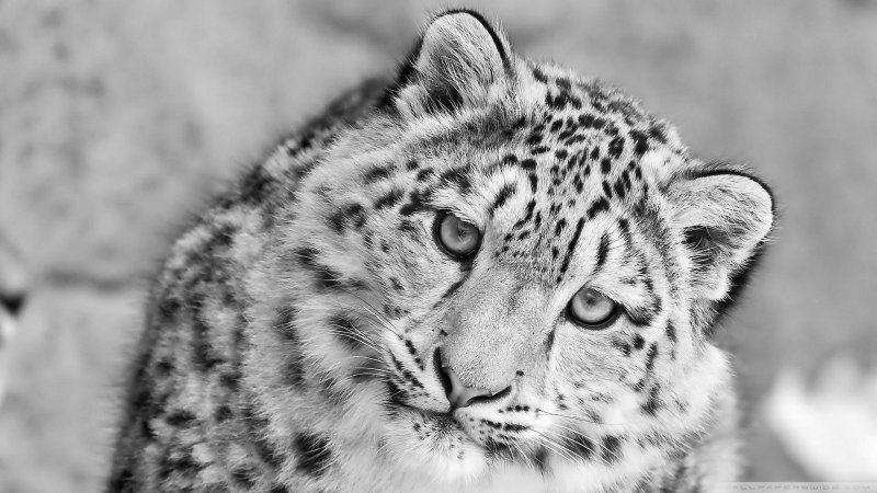 Пятнистый Барс