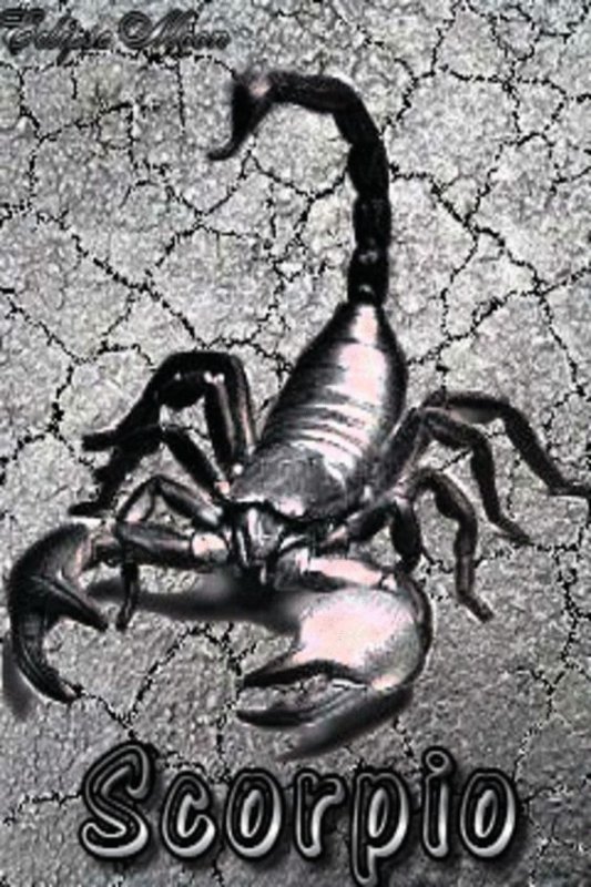 Скорпион картинки