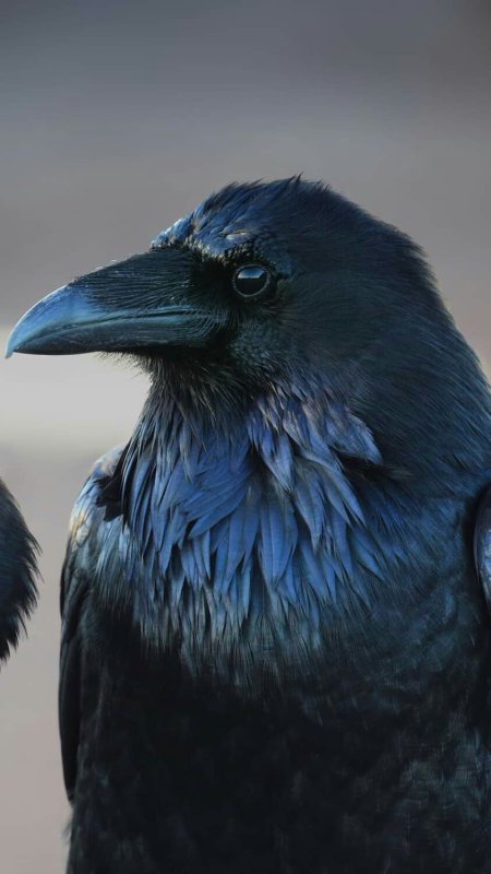 Ворон на заставку