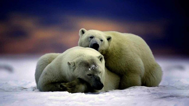 Красивый медведь