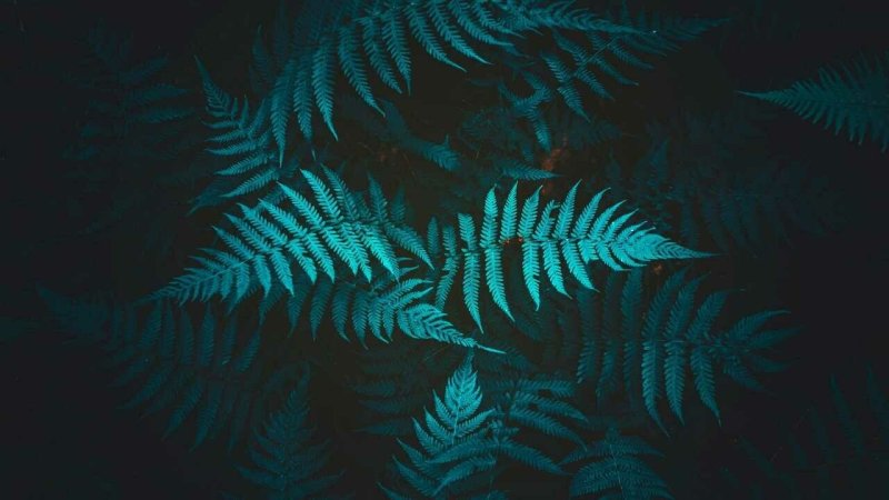 Изумрудный папоротник