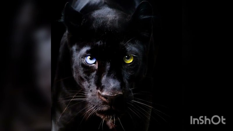 Пума меланист