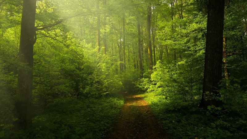 Зеленый щит