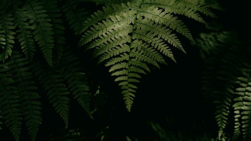 Вапорвейв Эстетика папоротник