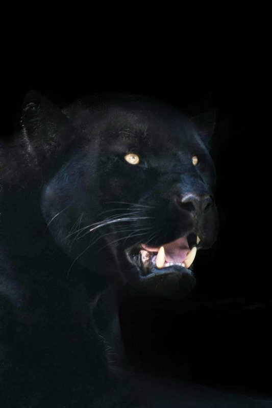 Черная пантера