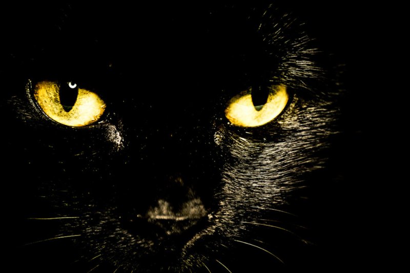 Черные коты