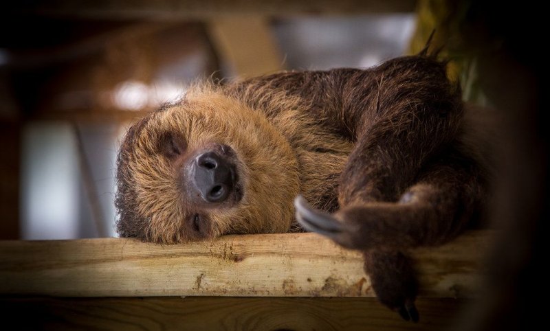 Ленивец на рабочий стол