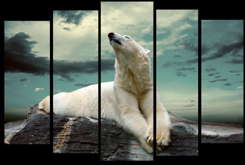 Белый медведь