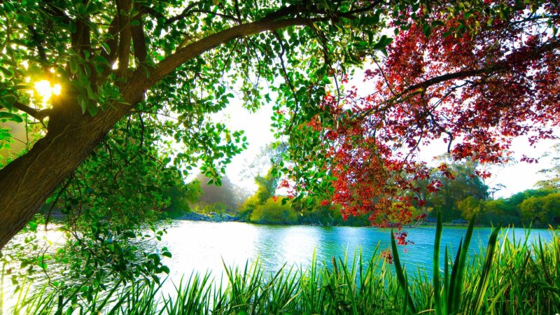 Фон природа