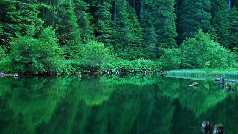 Изумрудное озеро зеленолес