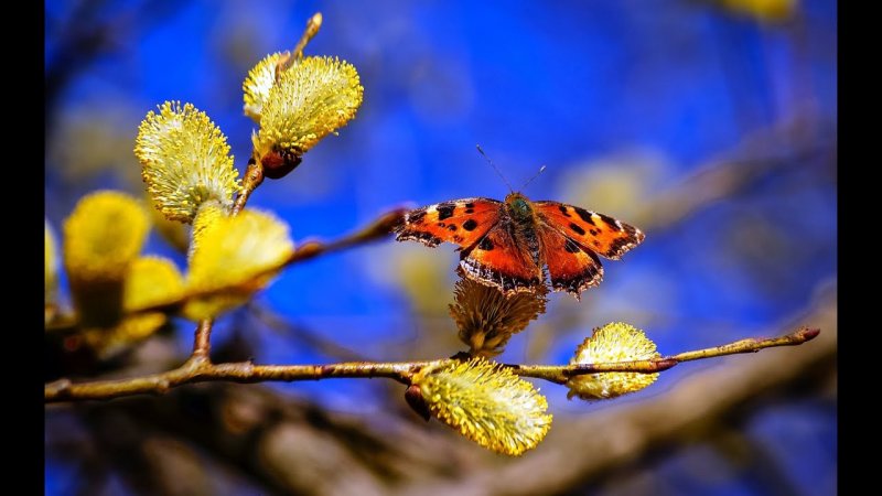 Весна бабочки
