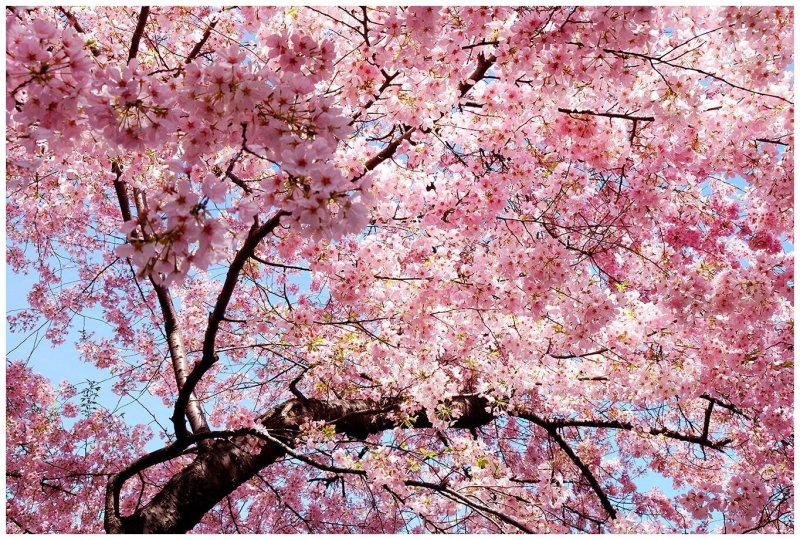 Черри блоссом цветок