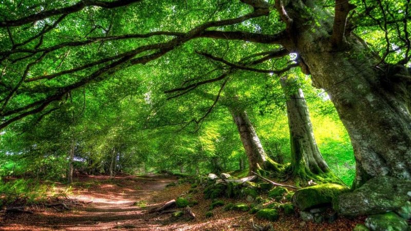 Беловежская пуща деревья