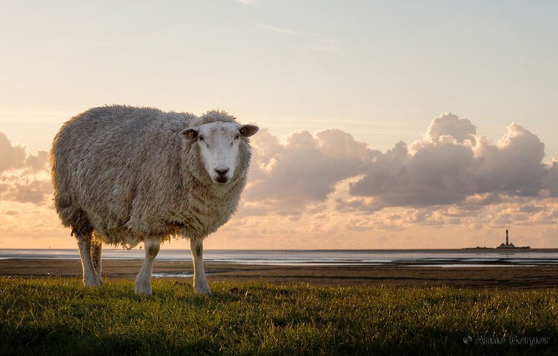 Овца красивая