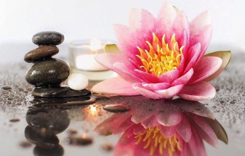 Красивые цветы