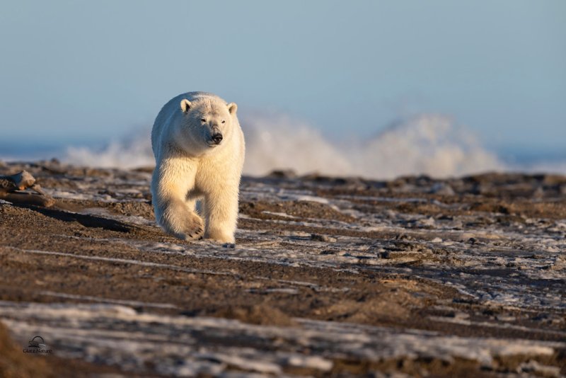 Белый медведь