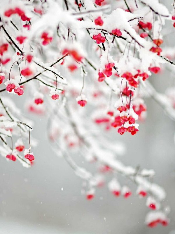 Зимние цветы