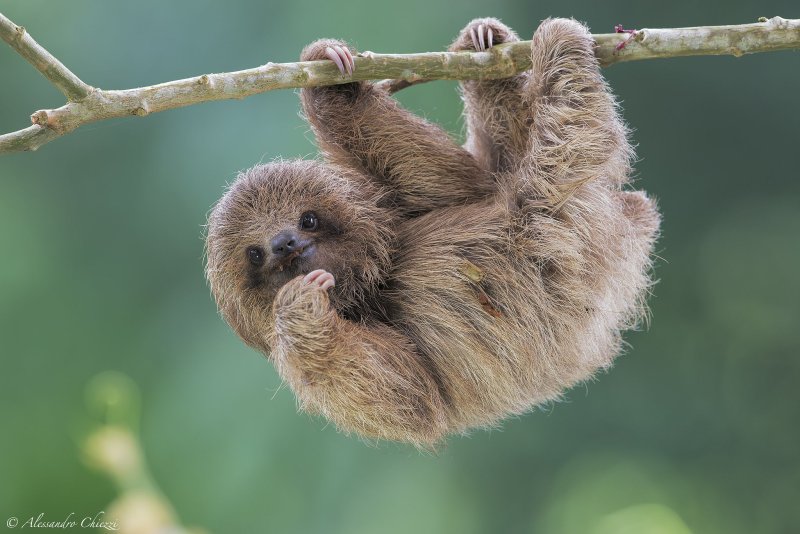 Карликовый трехпалый Ленивец