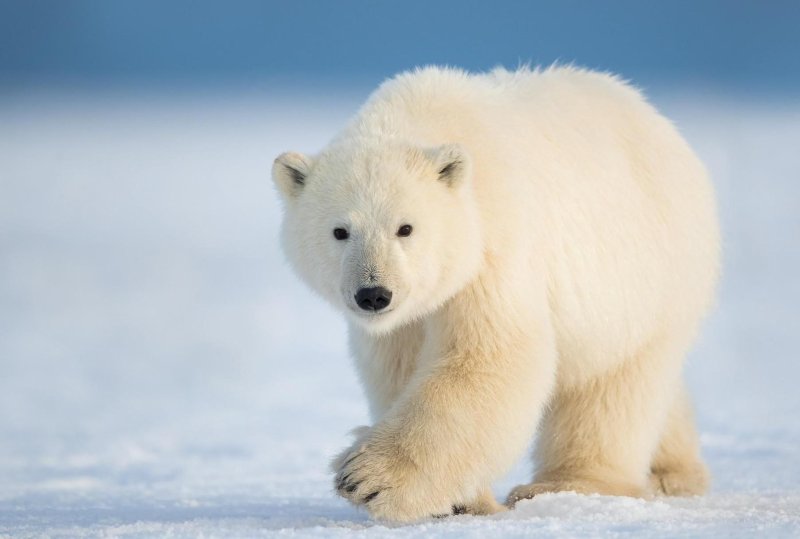 Полар Беар