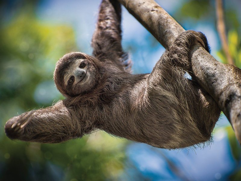 Ленивец Южной Америки