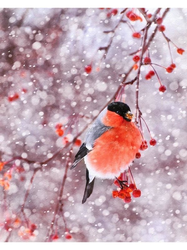 Желтогрудый Снегирь