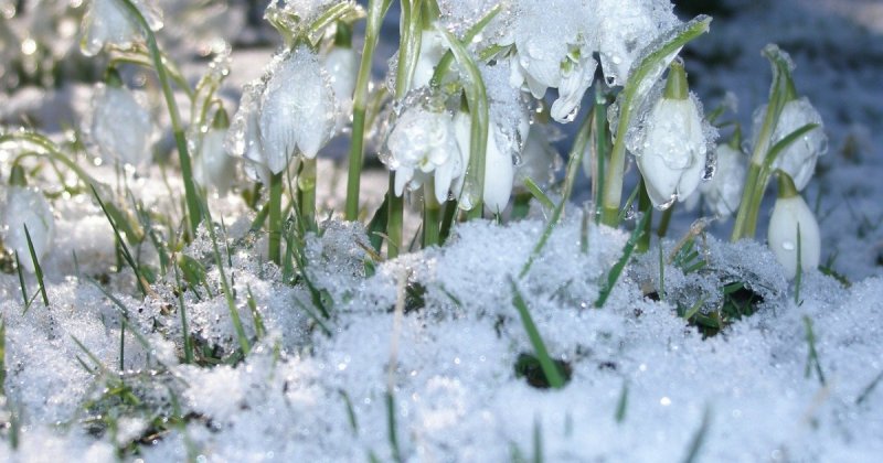 Весенняя природа