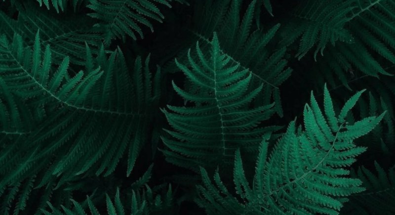 Папоротник 4к