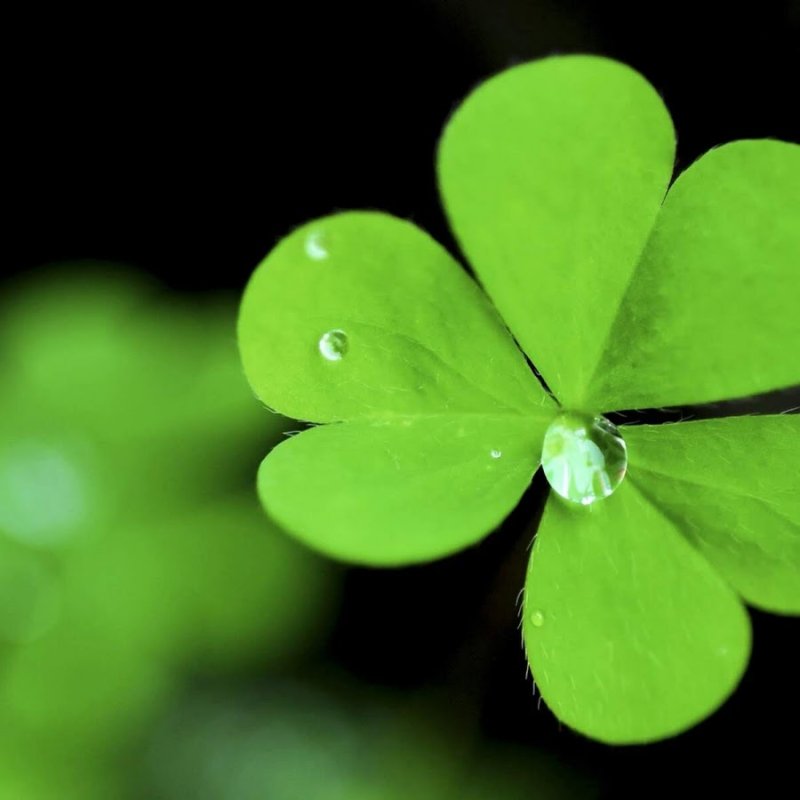 Четырехлистный Клевер на черном фоне