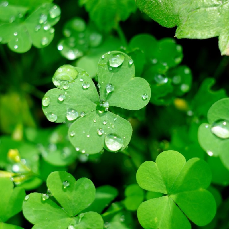 Клевер 4х листник