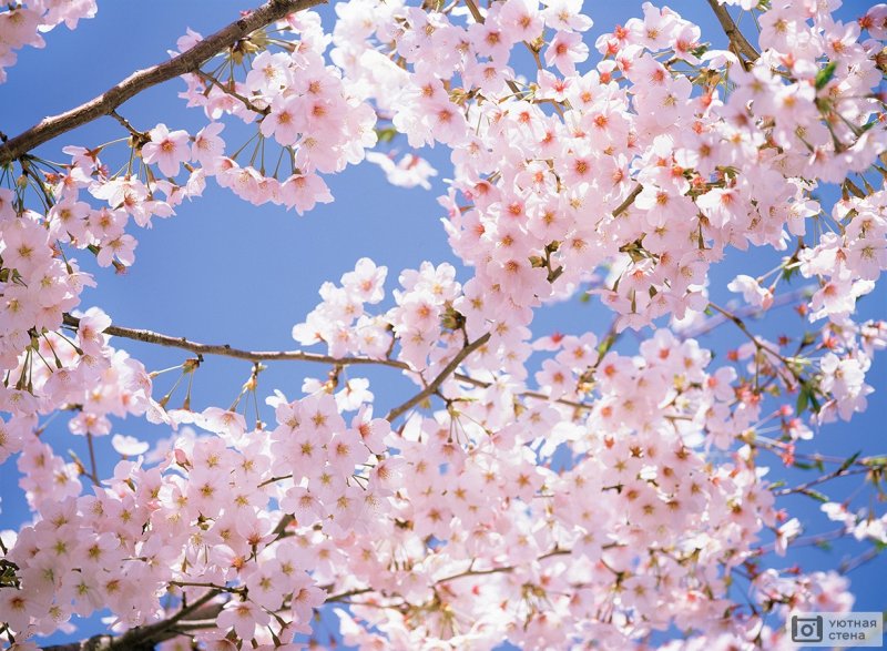 Цветы вишни