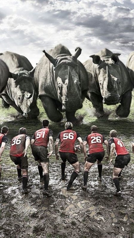 Обои на телефон регби