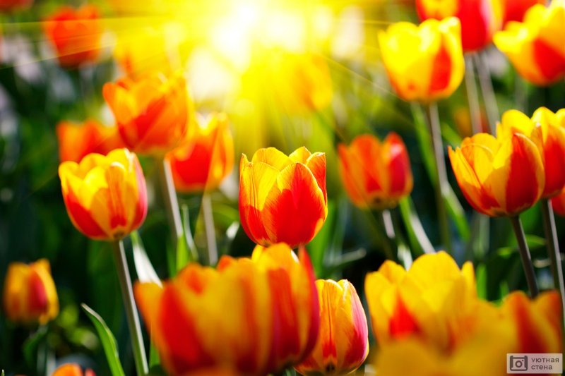 Цветы тюльпаны