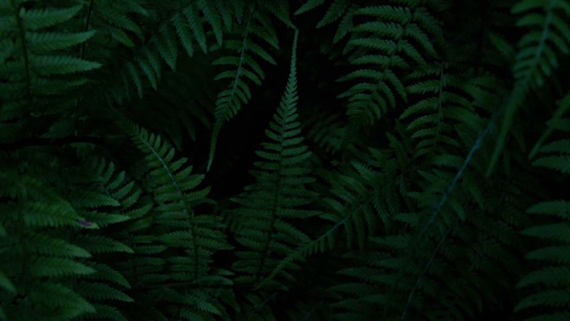 Лист папоротника