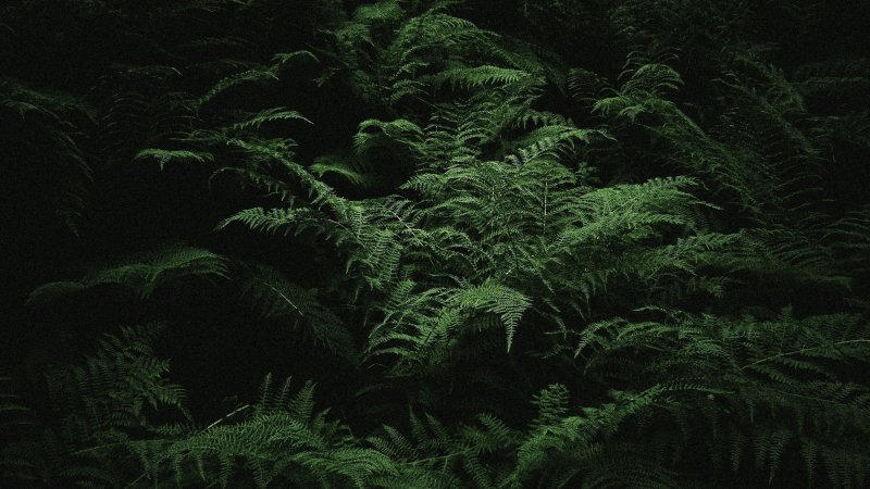 Папоротник пекоптерис