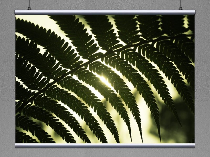 Древовидный папоротник Циатея