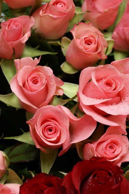 Шикарные цветы