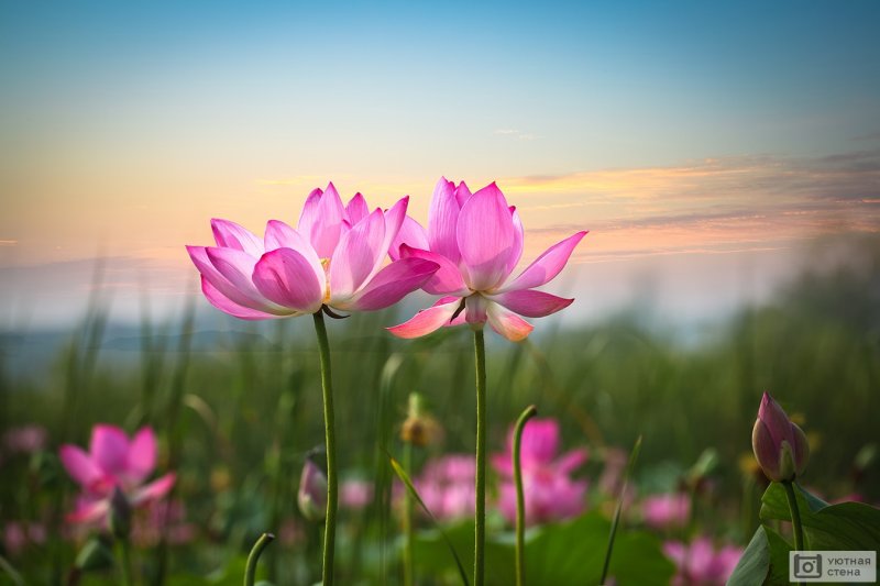 Заставка на телефон цветы